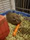 Guinea Pig Rodents for sale in Gilbert, AZ, USA. price: $30