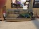Guinea Pig Rodents for sale in Clovis, CA, USA. price: NA