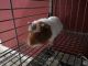 Guinea Pig Rodents for sale in Terrell, TX 75160, USA. price: NA