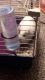 Guinea Pig Rodents for sale in Indianapolis, IN, USA. price: $30