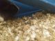 Guinea Pig Rodents for sale in Somers Point, NJ, USA. price: $100