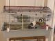 Guinea Pig Rodents for sale in Lebanon, KY 40033, USA. price: $50