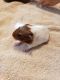 Guinea Pig Rodents for sale in Terrell, TX 75160, USA. price: NA