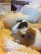 Guinea Pig Rodents for sale in Boise, ID, USA. price: NA