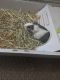Guinea Pig Rodents for sale in Irvine, CA 92614, USA. price: NA