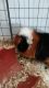 Guinea Pig Rodents for sale in Aurora, CO, USA. price: $80