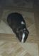 Guinea Pig Rodents for sale in King City, CA, USA. price: NA