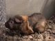 Guinea Pig Rodents for sale in Covina, CA, USA. price: NA