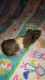 Guinea Pig Rodents