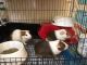 Guinea Pig Rodents for sale in Woodhaven, NY 11421, USA. price: NA