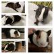 Guinea Pig Rodents for sale in Northwood, OH, USA. price: NA