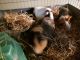 Guinea Pig Rodents for sale in Adamstown, PA, USA. price: NA
