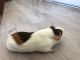 Guinea Pig Rodents for sale in San Ysidro, CA 92173, USA. price: NA