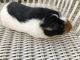 Guinea Pig Rodents for sale in 47 Water St, St. Augustine, FL 32084, USA. price: NA