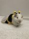 Guinea Pig Rodents for sale in West Des Moines, IA, USA. price: NA