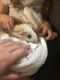Guinea Pig Rodents for sale in Visalia, CA, USA. price: NA