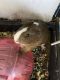 Guinea Pig Rodents for sale in 11932 Twinlakes Dr, Calverton, MD 20705, USA. price: NA