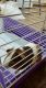 Guinea Pig Rodents for sale in Burnet, TX 78611, USA. price: NA