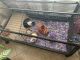 Guinea Pig Rodents for sale in Boynton Beach, FL 33436, USA. price: NA