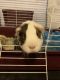 Guinea Pig Rodents for sale in Auburn Hills, MI, USA. price: NA