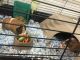 Guinea Pig Rodents for sale in Plant City, FL, USA. price: NA