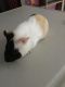 Guinea Pig Rodents for sale in Marbach Rd, San Antonio, TX, USA. price: NA