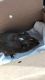 Guinea Pig Rodents for sale in Colorado Springs, CO, USA. price: $150