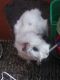 Guinea Pig Rodents for sale in Sanger, TX 76266, USA. price: NA