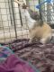 Guinea Pig Rodents for sale in Rochester, NY 14620, USA. price: NA