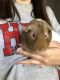 Guinea Pig Rodents for sale in Greensboro, NC 27410, USA. price: NA