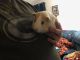Guinea Pig Rodents for sale in Watertown, WI, USA. price: $140