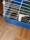 Guinea Pig Rodents for sale in 1393 Quinby Dr, Memphis, TN 38127, USA. price: NA
