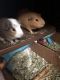 Guinea Pig Rodents for sale in Oyster Bay, NY, USA. price: $150