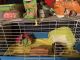 Guinea Pig Rodents for sale in Kannapolis, NC 28081, USA. price: NA