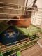 Guinea Pig Rodents for sale in 8251 Golden Ave, Lemon Grove, CA 91945, USA. price: NA