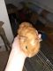 Guinea Pig Rodents for sale in 1912 W Freeman Pl, Citrus Springs, FL 34434, USA. price: NA