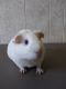 Guinea Pig Rodents for sale in Toledo, OH, USA. price: NA