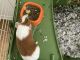 Guinea Pig Rodents for sale in Saugerties, NY 12477, USA. price: NA