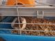 Guinea Pig Rodents for sale in Ocala, FL, USA. price: NA
