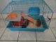 Guinea Pig Rodents for sale in 440 Florida Blvd, Miami, FL 33144, USA. price: $100