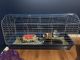 Guinea Pig Rodents for sale in Fairfax, VA, USA. price: $200
