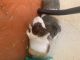 Guinea Pig Rodents for sale in Tamarac, FL, USA. price: $120
