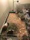 Guinea Pig Rodents for sale in Laurel, DE 19956, USA. price: NA