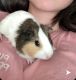 Guinea Pig Rodents for sale in Forest City, PA 18421, USA. price: NA