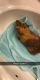 Guinea Pig Rodents for sale in 20 Pine St, Pascoag, RI 02859, USA. price: $450