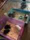 Guinea Pig Rodents for sale in Seaside, CA, USA. price: NA