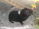 Guinea Pig Rodents for sale in Springfield, MA, USA. price: NA