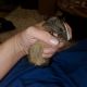 Guinea Pig Rodents for sale in 3929 1040 E, Millcreek, UT 84124, USA. price: NA