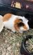 Guinea Pig Rodents for sale in Laguna Beach, CA 92656, USA. price: NA