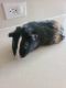 Guinea Pig Rodents for sale in Davenport, FL, USA. price: NA